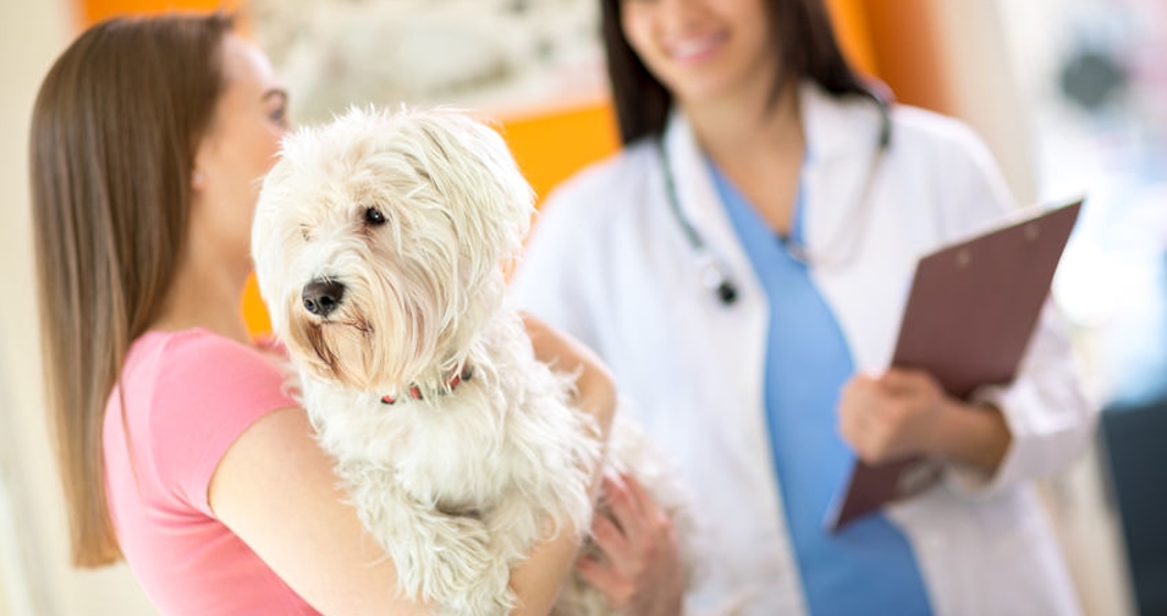 Sick Maltese dog on exam in vet clinic.